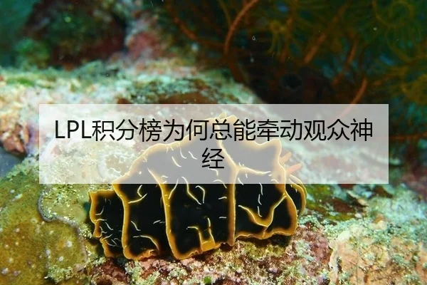 LPL积分榜为何总能牵动观众神经